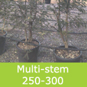 Acacia Dealbata Mimosa multi-stem 250-300cm tall