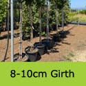 Acer Campestre Queen Elizabeth 8-10cm girth