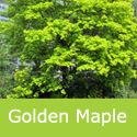 Acer Cappadocicim Aureum Golden Caucasian Maple Tree