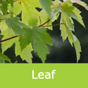 Acer Freemanii Autumn Blaze leaf