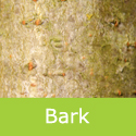 Alnus Incana Aurea Golden Alder Bark