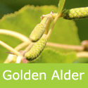 Alnus Incana Aurea Golden Alder Catkins