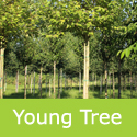 Alnus Incana Aurea Golden Alder Young Tree