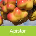 Apistar (C3) Apple Tree, Eating + Cooking + Stores Well + Unusual Shape **FREE UK MAINLAND DELIVERY + FREE 100% TREE WARRANTY**