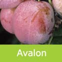 Avalon Plum Tree