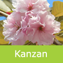 Bare Root Kanzan