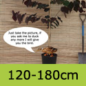 Cercis Canadensis Forest Pansy 150-180cm option