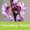 Cercis Canadensis Cascading Hearts, Small + Weeping **FREE UK MAINLAND DELIVERY + FREE LIMITED TREE WARRANTY**