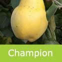Champion Quince Tree For Cooking, GOOD CROP + SELF FERTILE + **FREE MAINLAND DELIVERY + 100% TREE WARRANTY**