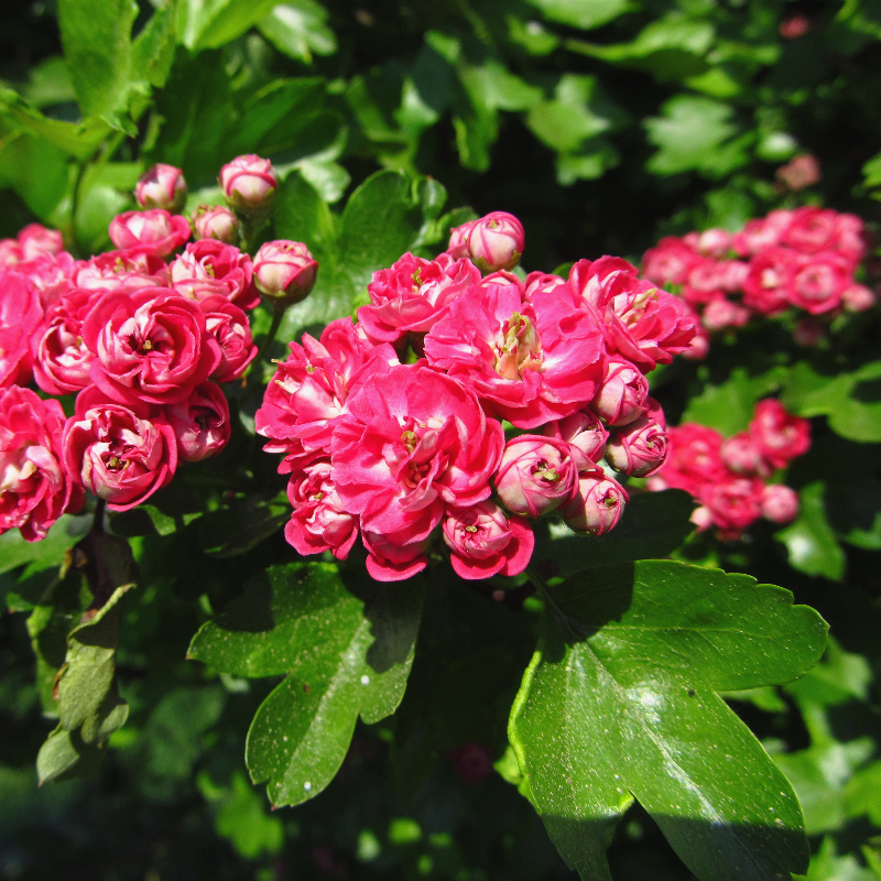 Buy Double Red Flowered Or Midland Hawthorn Tree Online Free Uk 