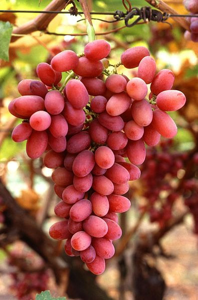 Ruby Seedless Grape Vine