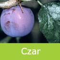 Czar Plum Tree (C3), Eating +Cooking + Fruits Early August +Self Fertile *** FREE UK DELIVERY + 100% TREE WARRANTY ***