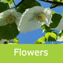 Pocket Handkerchief Tree Davidia Involucrata flowers