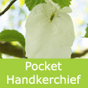 Pocket Handkerchief Tree Davidia Involucrata