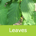 Pocket Handkerchief Tree Davidia Involucrata leaf