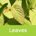 Pocket Handkerchief Tree Davidia Involucrata leaf