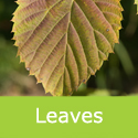 Pocket Handkerchief Tree Davidia Involucrata leaf