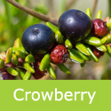 Crowberry Empertrum Nigrum Shrubs 20-60cm, Edible + Evergreen + Gound Cover + Wildlife **FREE DELIVERY + FREE 100% WARRANTY**