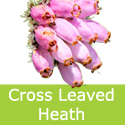 Erica Tetralix, Cross leaved Heath 20-60 cm **FREE DELIVERY + FREE 100% WARRANTY**