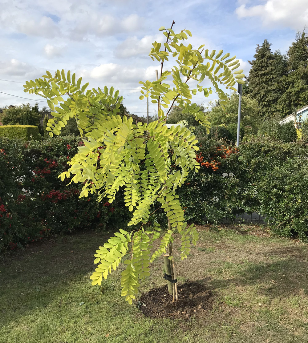 Buy False Acacia Tree Or Black Locust Tree Online From UK Supplier