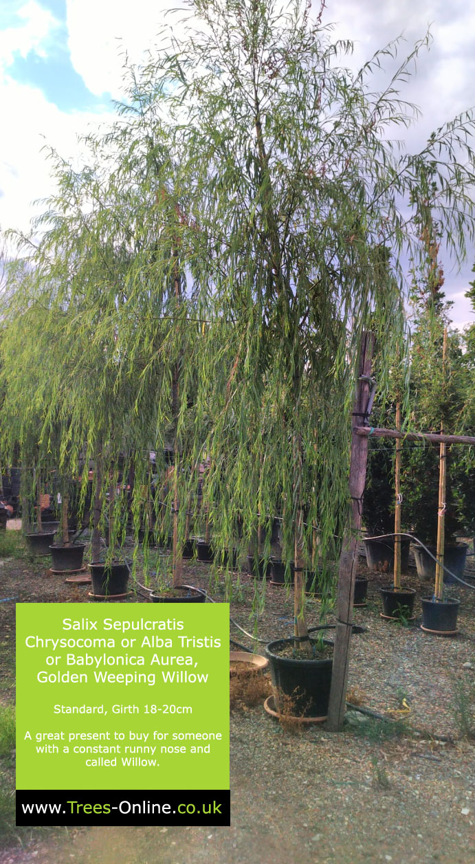 Golden Weeping Willow Tree - Salix