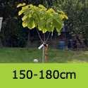 Catalpa Bignonioides Aurea Half Standard, Golden Indian Bean Tree