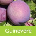 Guinevere Plum Tree (C3) Eating, Large Crop *** FREE UK DELIVERY + 100% TREE WARRANTY ***