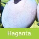 Haganta Plum Tree (C3) Eating, Big Plums + Keeps Well + Low Disease *** FREE UK MAINLAND DELIVERY + 100% TREE WARRANTY ***