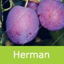 Herman Plum Tree (C2), Eating, Self Fertile + Easy Stone Removal *** FREE UK DELIVERY + 100% WARRANTY ***