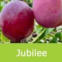 Jubilee Plum Tree (C3) Eating, Self Fertile + Great Quality *** FREE UK DELIVERY + 100% TREE WARRANTY ***