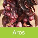 Malus Aros Crab Apple Fruits