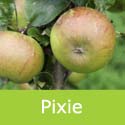 Pixie Apple Tree, Malus Domestica Pixie, Small Apples + Award + Disease Resistant + North **FREE UK MAINLAND DELIVERY + FREE 100% TREE WARRANTY**