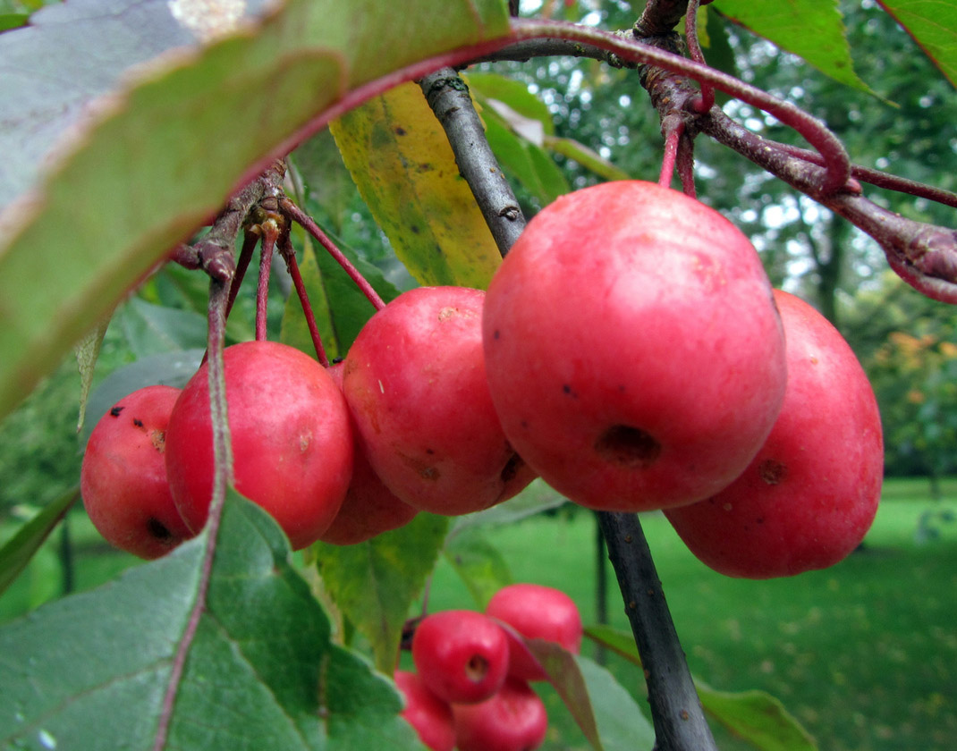 Buy our John Downie Crab Apple tree online FREE UK DELIVERY + FREE 3 YEAR LIMITED TREE WARRANTY