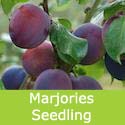 Marjories Seedling Plum (C5), Eating + Cooking + Self Fertile + Large Harvest *** FREE UK DELIVERY + 100% TREE WARRANTY ***