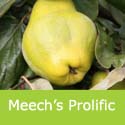 Meech’s Prolific Quince Tree Heavy Cropper