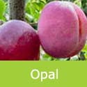Opal Plum Tree (C3), Eating + Self Fertile + Reliable *** FREE UK DELIVERY + 100% TREE WARRANTY ***