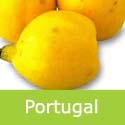 Portugal Quince Tree, Cydonia Oblonga Portugal *** FREE UK DELIVERY + 100% TREE WARRANTY ***