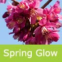 Flowering Cherry Tree Spring Glow, Prunus Amigdalopersica Spring Glow **FREE UK MAINLAND DELIVERY + FREE 100% TREE WARRANTY**