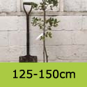 Quercus Ilex Holm Oak 125-150cm