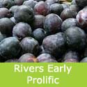Rivers Early Prolific plum(C2) Eating, Self Fertile + Heavy Crop *** FREE UK DELIVERY + 100% TREE WARRANTY ***