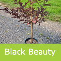 Sambucus Nigra Black Beauty Elder Tree. Small + Best Seller + Fragrant + Award **FREE UK MAINLAND DELIVERY + FREE 100% TREE WARRANTY**