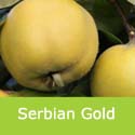Serbian Gold quince tree