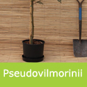 Sorbus Pseudovilmorinii Mountain Ash or Rowan Tree, **FREE UK MAINLAND DELIVERY + FREE 100% TREE WARRANTY**