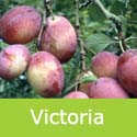 Victoria Plum Tree (C3) SELF FERTILE + VERY POPULAR +FREE UK MAINLAND DELIVERY + 100% TREE WARRANTY