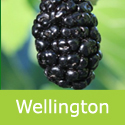 Morus Nigra Wellington, Black Mulberry Tree, EATING + COOKING + SELF FERTILE **FREE UK MAINLAND DELIVERY + FREE 100% TREE WARRANTY**