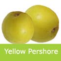 Yellow Pershore Plum