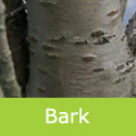 Bare root Prunus Amanogawa bark