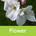 Bare root Prunus Amanogawa Flower