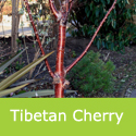 Mature Bare Root Tibetan Cherry Tree or Birch Bark Cherry Tree Prunus Serrula Tibetica **FREE UK MAINLAND DELIVERY + FREE 100% TREE WARRANTY**