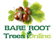 Bare Root Sweet Chestnut